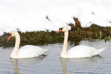 Two swans swimming