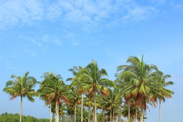 Fototapeta na wymiar Coconut trees