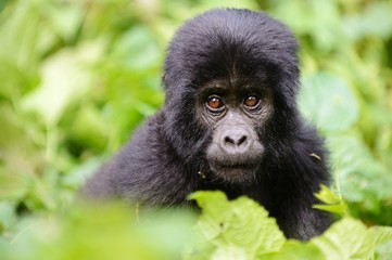 Baby gorilla - obrazy, fototapety, plakaty