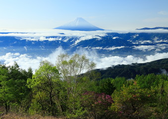 Fototapeta premium Fuji i morze chmur