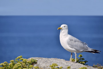Herring gull standing on rock
