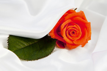 rose sur tissus satiné blanc