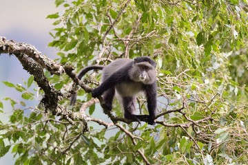 Blue sykes's monkey
