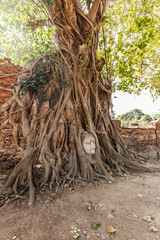 Buddhastatue unter den Wurzeln eines Baumes in Ayutthaya