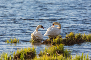 Mute swan couple