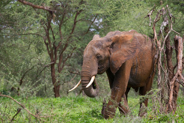 Fototapeta premium Elephant marchant