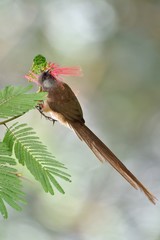 Speckled mousebird eating