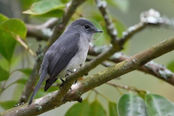 Cassin's Grey Flycatcher