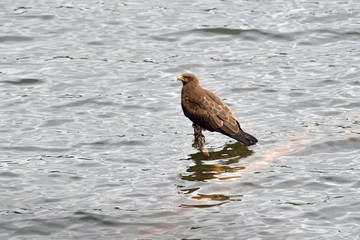 Black kite