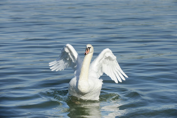 White Swan in the River Water
