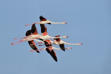 Group of greater flamingos flying