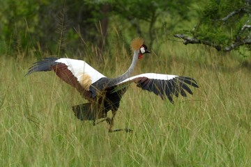 Grey crowned crane
