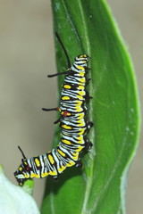 Caterpillar on the leaf
