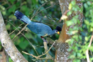 Great blue turaco