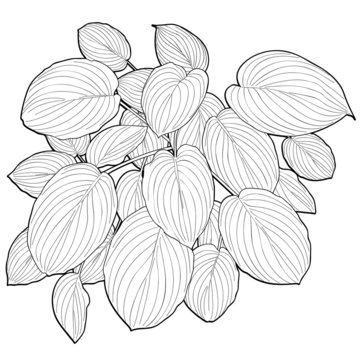 big leaves