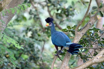 Great blue turaco