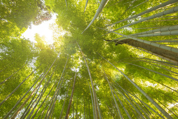 Bamboo Forest in Japan. Bamboo Groove in Arashiyama, Kyoto