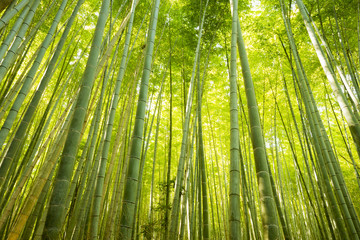 Obraz na płótnie Canvas Bamboo Forest in Japan. Bamboo Groove in Arashiyama, Kyoto