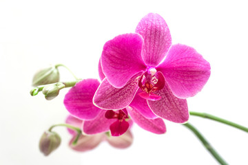 Fototapeta na wymiar Orhid flowers on white background