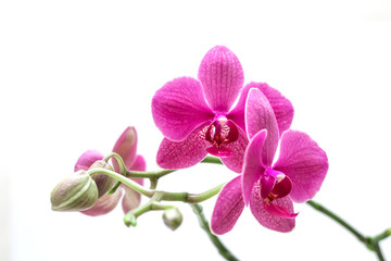 Fototapeta na wymiar Orhid flowers on white background