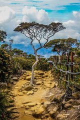 Isolated tree on stony path with blue sky -Borneo