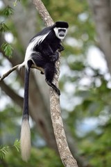 Black-and-white Colobus