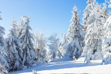 Snowy nature