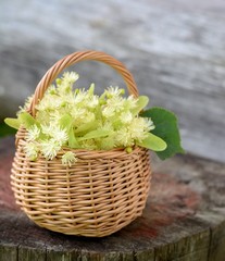 Fototapeta na wymiar medical linden flowers harvest wicker basket on summer grass