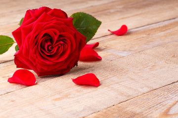 Rote Rose