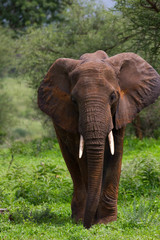 Fototapeta na wymiar Elephant marchant majestueux