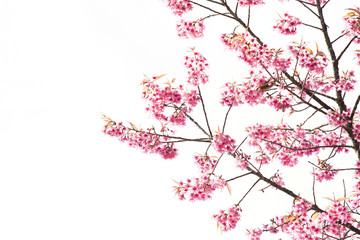 Sakura Flower or Cherry Blossom with Beautiful Background