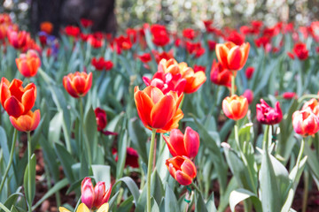 Flower tulips colour