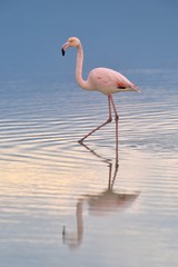 Reiben-Flamingo-Walking