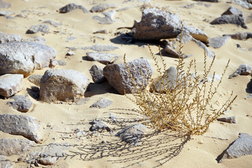 Dry grass