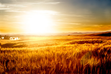 Fototapeta na wymiar Wheat fields landscape. Agriculture