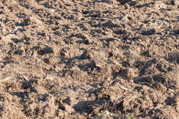 field arable