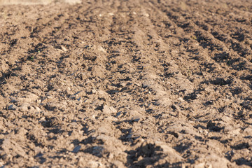 field arable