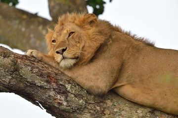 Naklejka premium Tree Climbing Lion resting on a tree