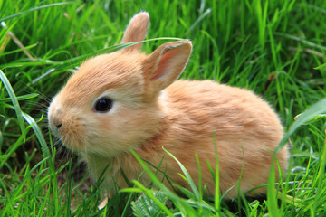 rabbit in the green grass