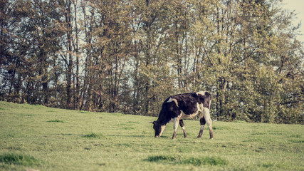 Retro Image of Black and White Dairy Cow Eating Grasses