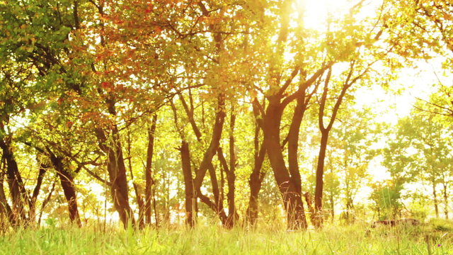 Trees in fall