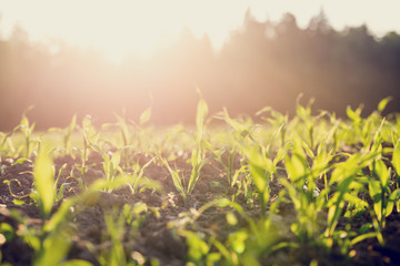 Field of young corn plants backlit by the sun © Gajus