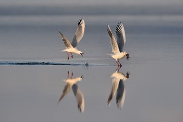 Rose seagull