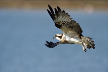 Fishing osprey