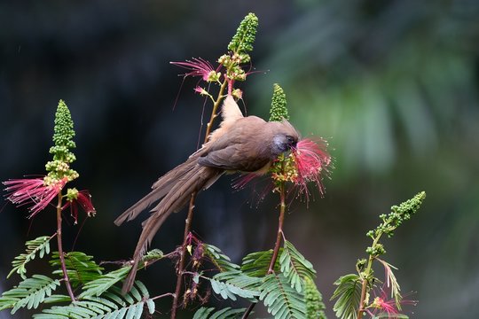 Speckled mousebird eating a flower