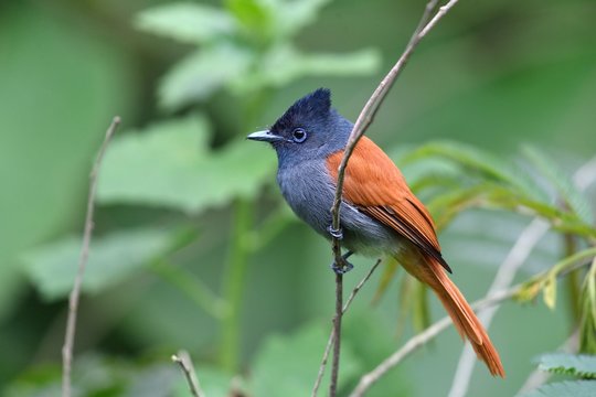 African Paradise Flycatcher