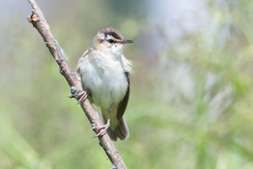 Sedge Warbler (Acrocephalus schoenobaenus).