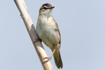 Sedge Warbler (Acrocephalus schoenobaenus).
