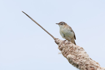 Sedge Warbler (Acrocephalus schoenobaenus).