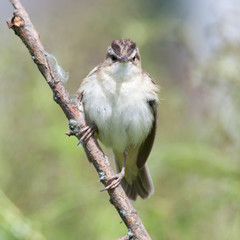 Sedge Warbler (Acrocephalus schoenobaenus).